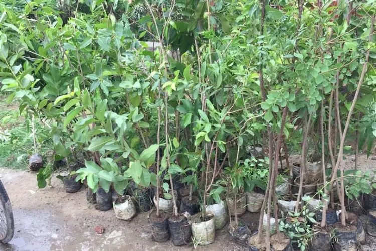 Tree Plantation